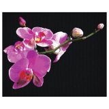 Картина по номерам на черном холсте ТРИ СОВЫ "Цветы орхидеи", 40*50, c акриловыми красками и кистями